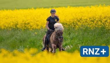 "Sie haben sich da vergaloppiert": Keine Pferdesteuer in Mannheim - Mannheim und Metropolregion Rhein-Neckar - Nachrichten und Aktuelles