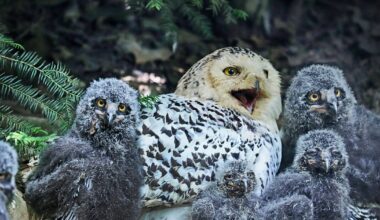 Sorge um Schnee-Eulen: Vogelgrippe im Bielefelder Tierpark Olderdissen?