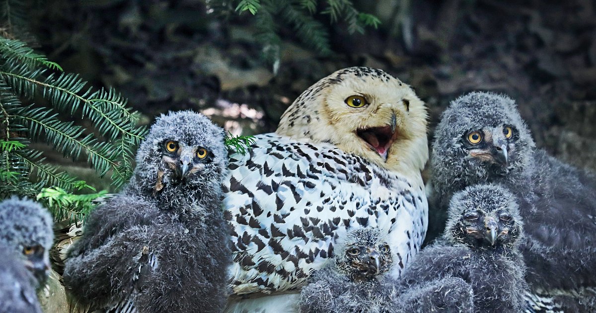 Sorge um Schnee-Eulen: Vogelgrippe im Bielefelder Tierpark Olderdissen?