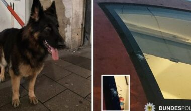 Bundespolizeidirektion München: Steinwürfe, Hund im Tunnel und Gewaltdelikte