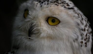 Vogelgrippe-Verdacht: Entwarnung für Bielefelder Tierpark, Sperrungen bleiben