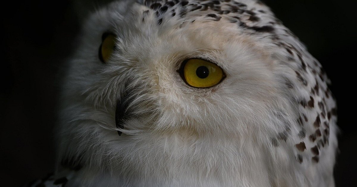 Vogelgrippe-Verdacht: Entwarnung für Bielefelder Tierpark, Sperrungen bleiben