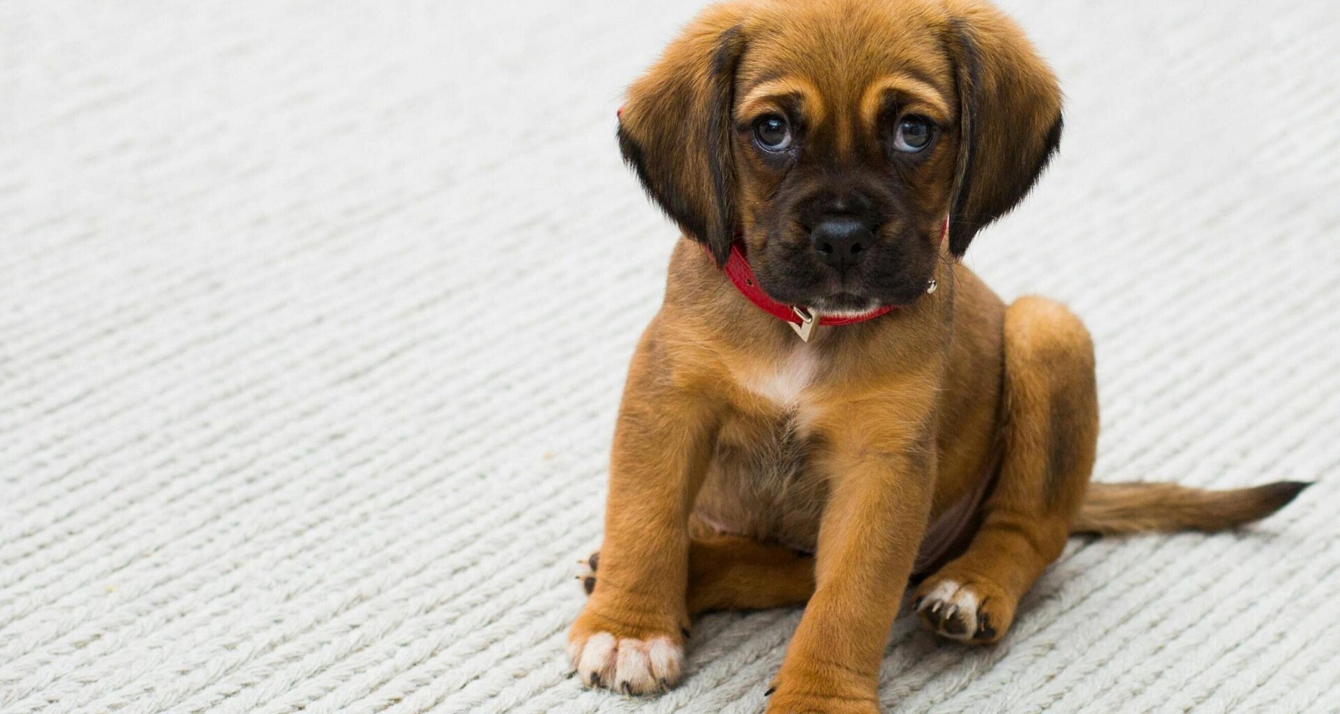 75 Hunde sichergestellt: Polizei vermutet illegalen Welpenhandel in Halle | Haller Kreisblatt