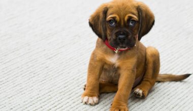 75 Hunde sichergestellt: Polizei vermutet illegalen Welpenhandel in Halle | Haller Kreisblatt
