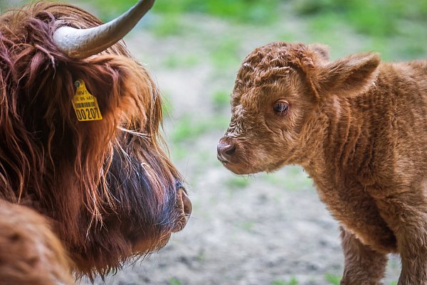 Tierischer Familienausflug: Im Heimat-Tierpark Olderdissen können Besucher heimische Tiere wie diese schottischen Hochlandrinder hautnah erleben. - © Sarah Jonek