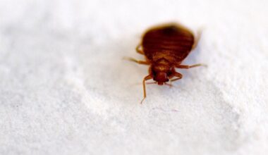 Pariser Filminstitut schließt Kinosäle wegen Bettwanzen | Haller Kreisblatt