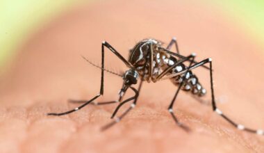 Tropenkrankheiten – Wenn Mücken Viren nach Europa bringen