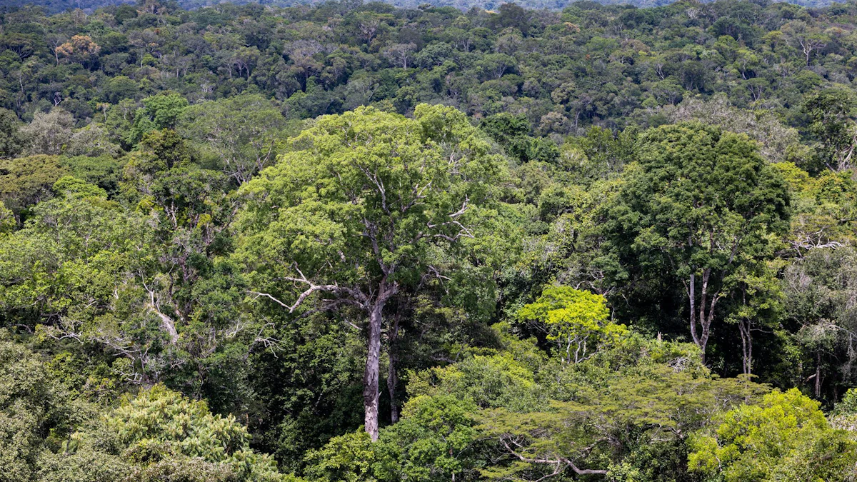 Klimakonferenz: Deutschland investiert eine Milliarde in den Regenwaldfonds - Politik