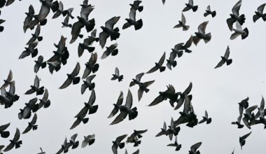 Frankreich: Tierschützer wollen Tauben-Jagd in Cognac stoppen | News