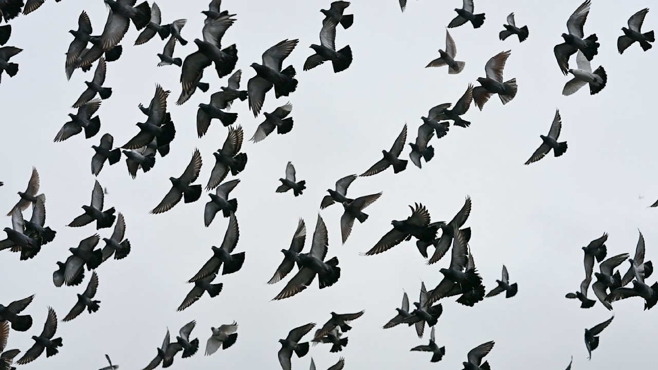 Frankreich: Tierschützer wollen Tauben-Jagd in Cognac stoppen | News