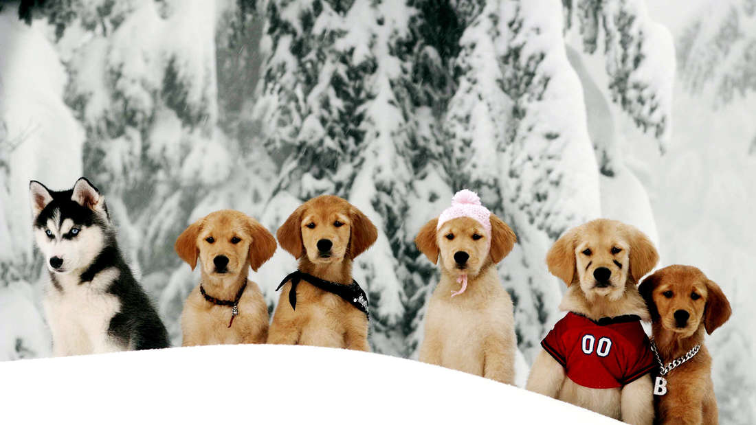 Snow Buddies und Shasta