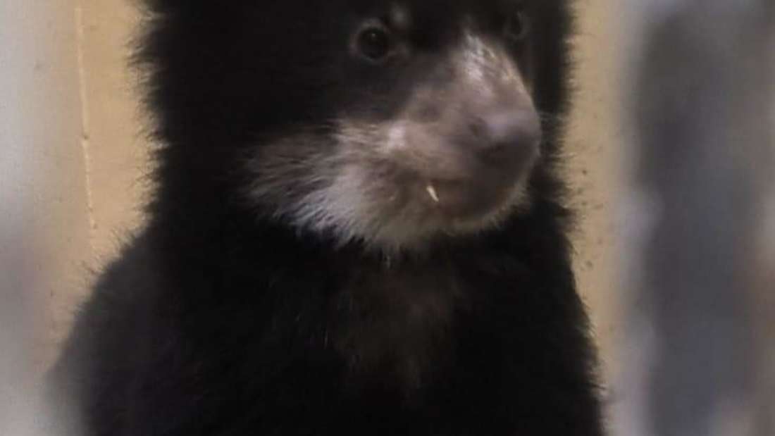 Brillenbär-Nachwuchs im Zoo Duisburg