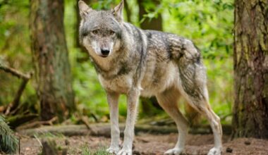 Wolf schleicht durch das Münsterland: An Kita und Gärten in Greven gesichtet | Regional