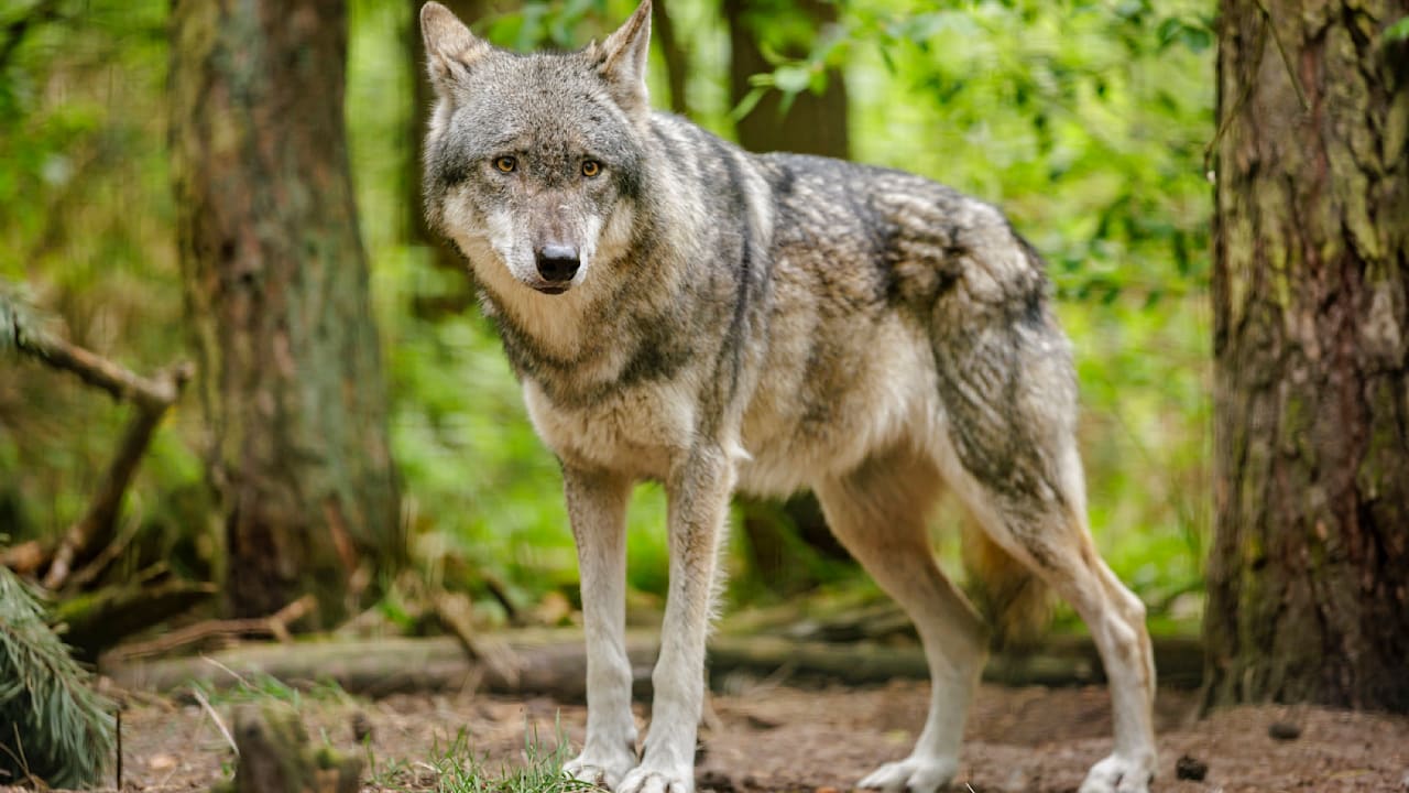Wolf schleicht durch das Münsterland: An Kita und Gärten in Greven gesichtet | Regional