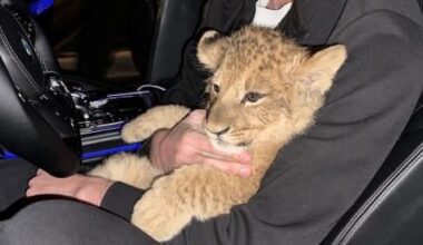 Mitten in Deutschland: Mann fährt mit Löwe am Steuer durch die Stadt | Regional