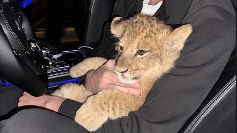 Mitten in Deutschland: Mann fährt mit Löwe am Steuer durch die Stadt | Regional