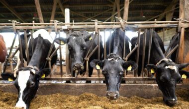 Weniger Bürokratie und Kontrollen für Landwirte