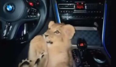 Junger Löwe im Auto – Video-Clip nicht aus in Bremen, aber es gibt unterschiedliche Hinweise zur Herkunft