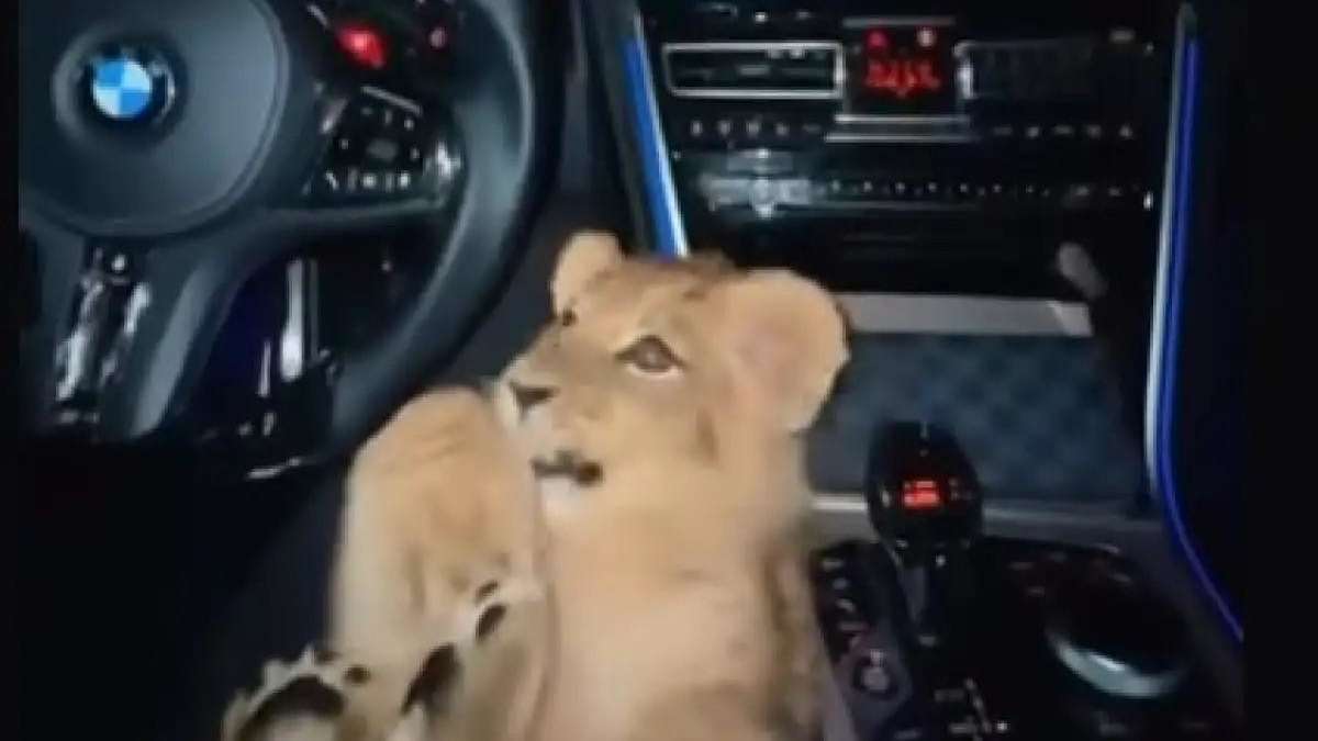 Junger Löwe im Auto – Video-Clip nicht aus in Bremen, aber es gibt unterschiedliche Hinweise zur Herkunft