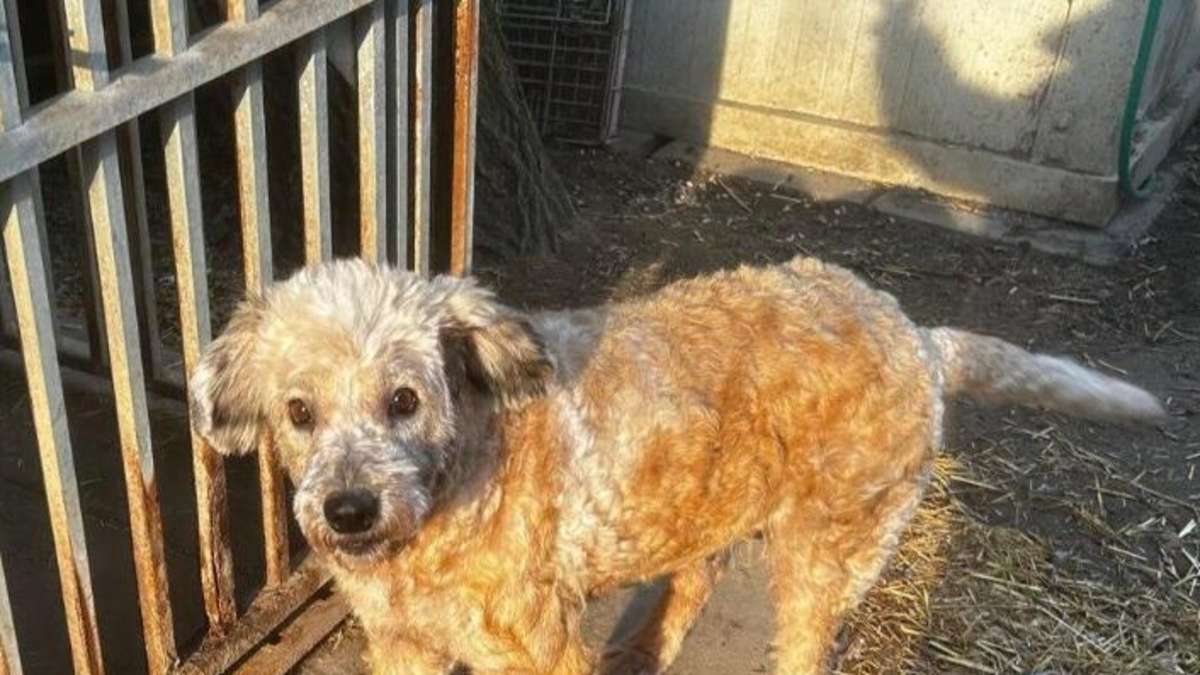 Besitzer schlug sie vermutlich – Hündin Luca wurde aus überfüllter Tötungsstation gerettet