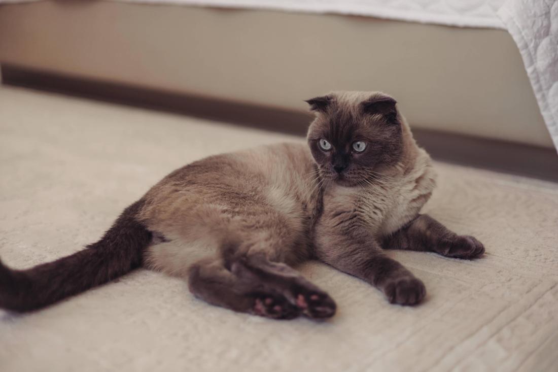 Faltohrkatzen mögen niedlich aussehen, sie sind aufgrund ihrer Zucht aber erheblichen Qualen ausgesetzt.