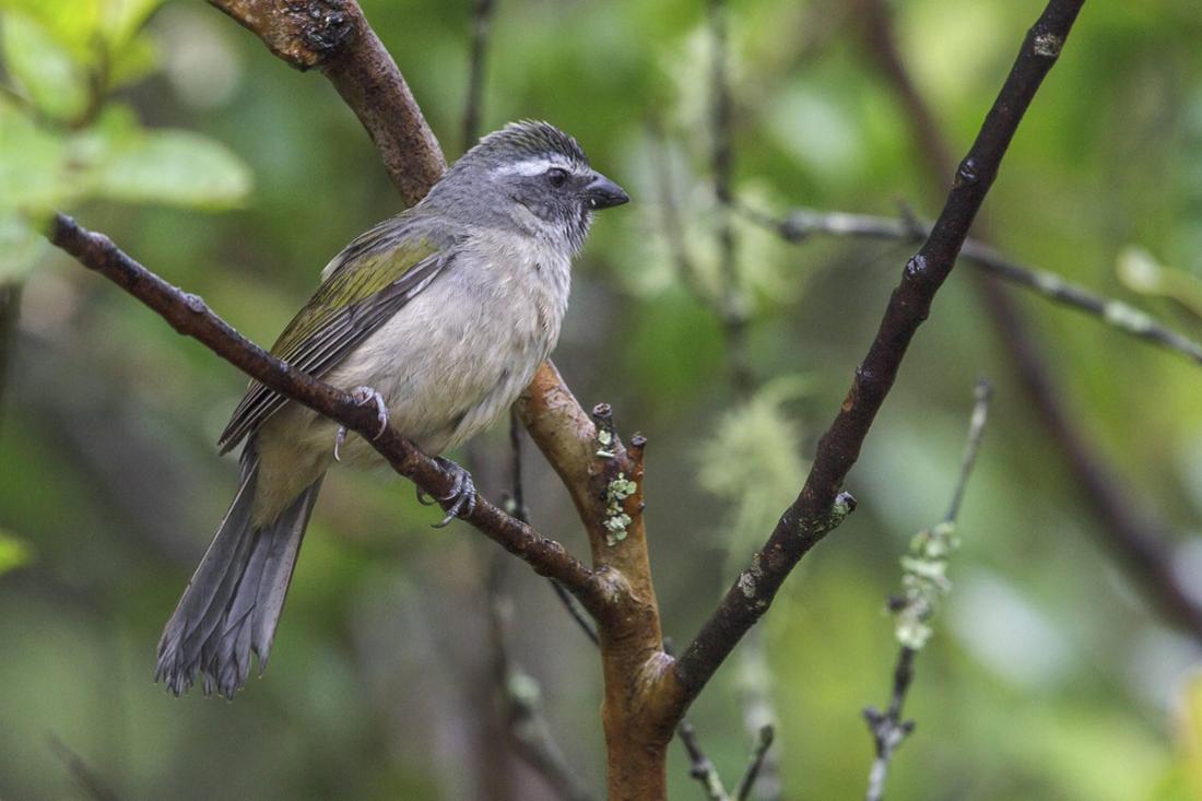Grünschwingensaltator (Saltator similis), Atlantischer Regenwald, Brasilien, Südamerika Green-winged Saltator (Saltator 