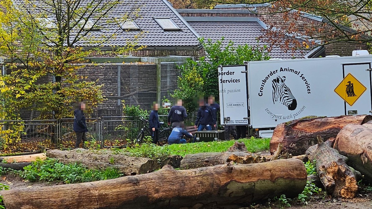 Ein auf Tiertransporte spezialisiertes Unternehmen hat die 16 Wildkatzen in den vergangenen Tagen abgeholt. Hier ein Foto von einem zurückliegenden Transport der Firma im Zoo Duisburg.