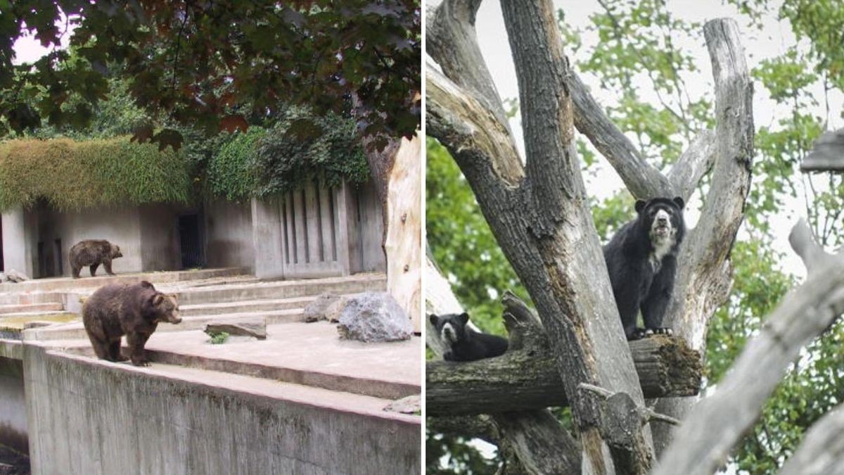 Altes und neues Bärengehege im Duisburger Zoo