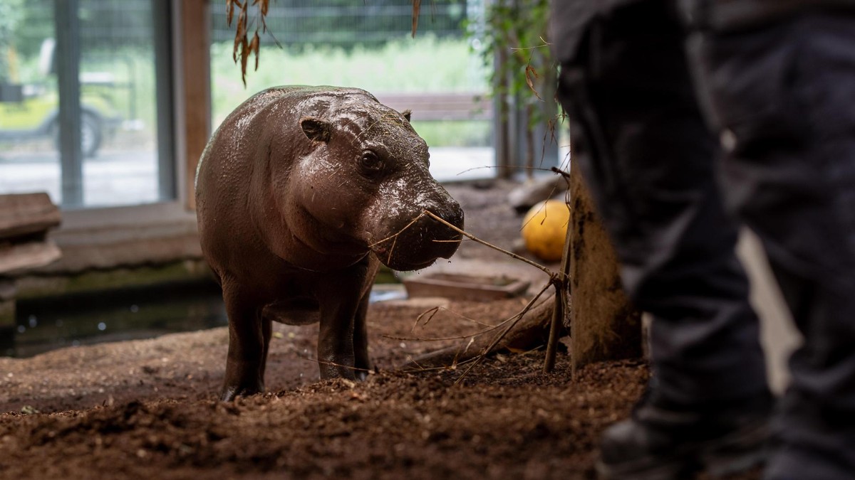 Duisburg - Kinderreporterin Karlotta malt mit Zwergflusspferdem