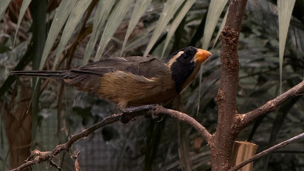 Zoo Duisburg Vögel Schlag gegen Wildtierhandel