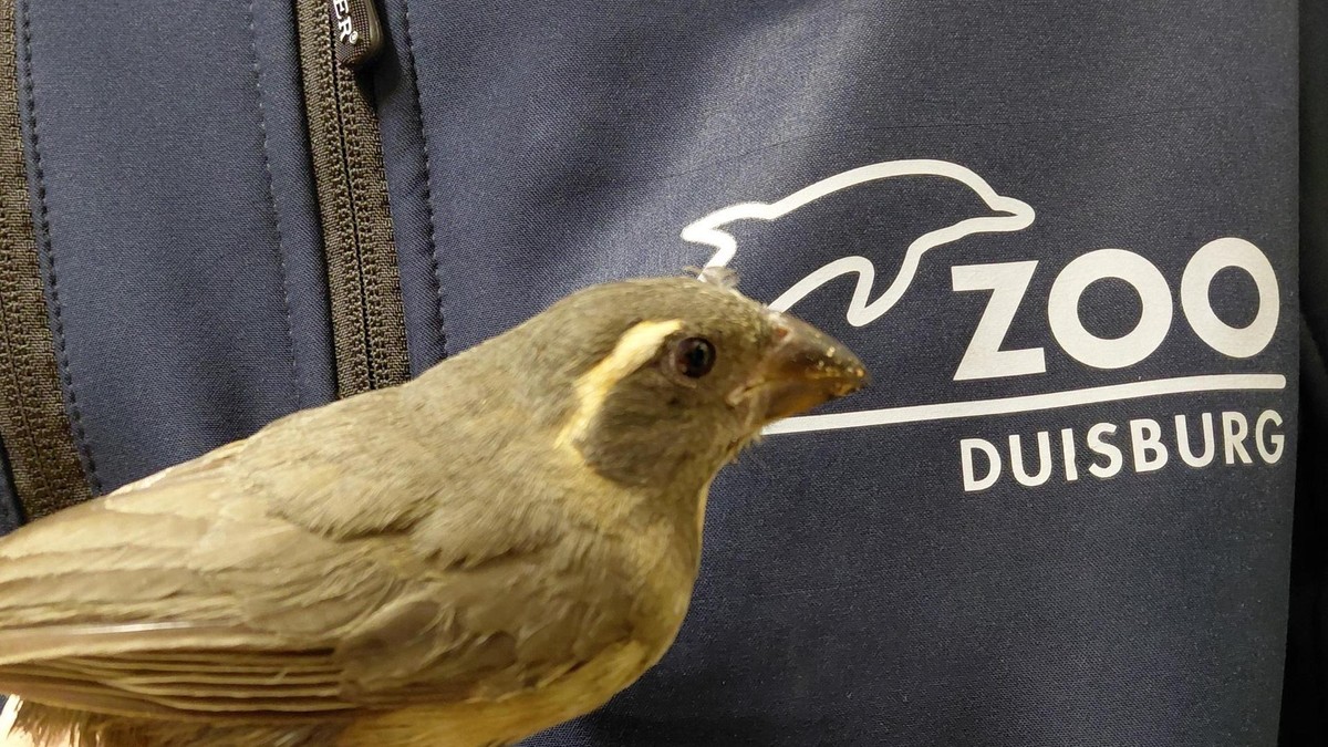 Zoo Duisburg Vögel Schlag gegen Wildtierhandel
