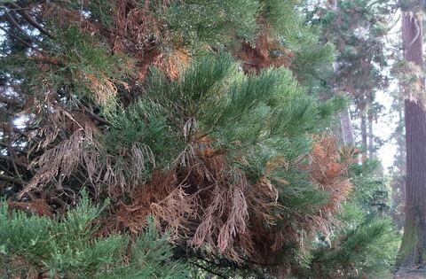 Warum die Mammutbäume in der Stuttgarter Wilhelma leiden - Land Baden-Württemberg - Reutlinger General-Anzeiger