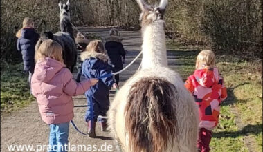 Lamas hautnah erleben - am 1. Advent in Gelsenkirchen, Freizeit, 30.11.2025, Prachtlamas