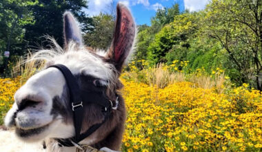 Nikolaustag: Lama-Erlebnisstunde mit Streicheln und Füttern in Gelsenkirchen, Freizeit, 06.12.2025, Prachtlamas
