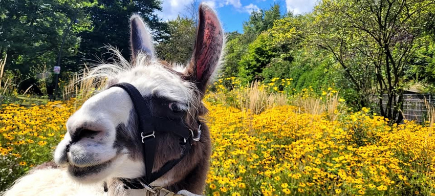 Nikolaustag: Lama-Erlebnisstunde mit Streicheln und Füttern in Gelsenkirchen, Freizeit, 06.12.2025, Prachtlamas