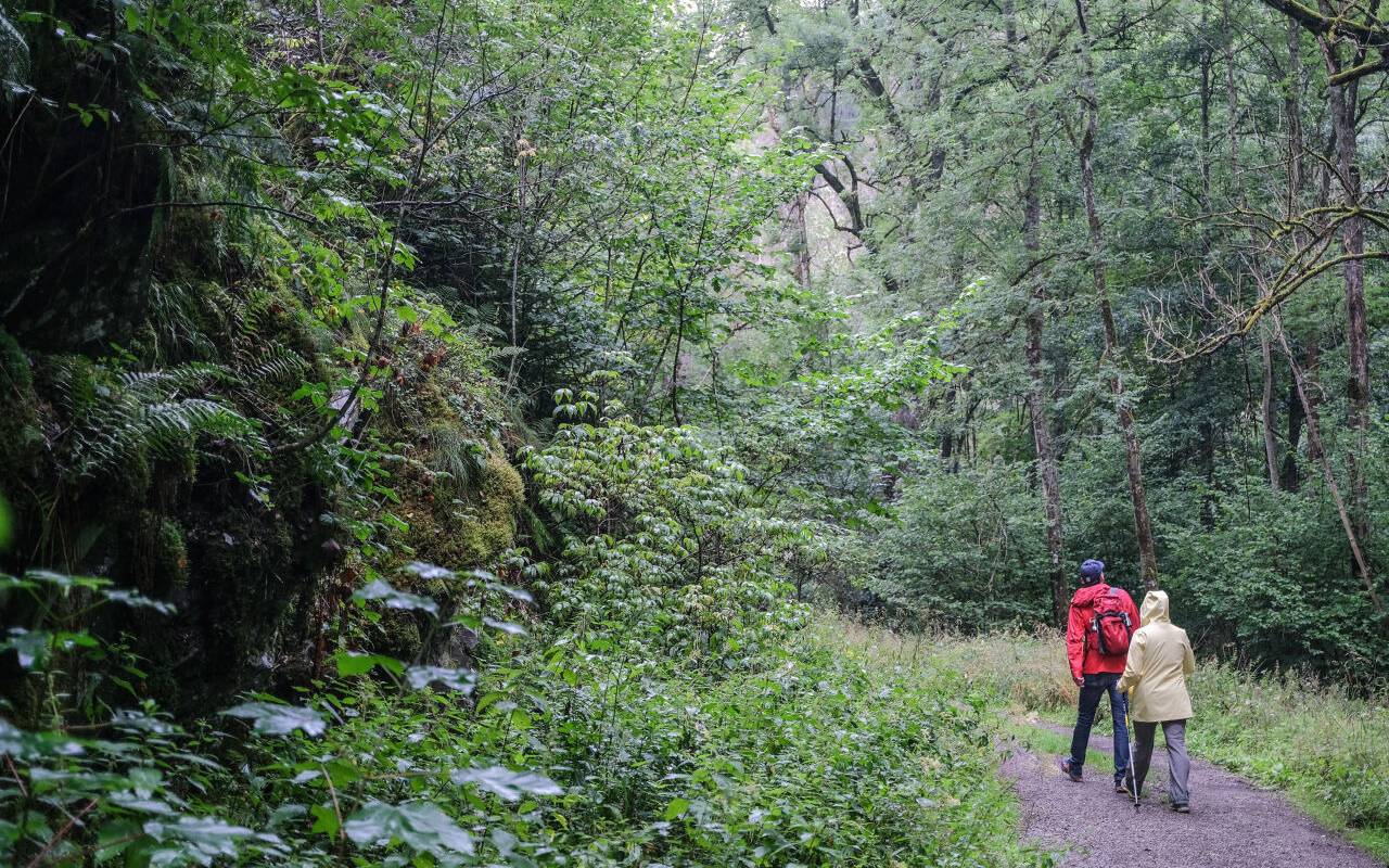 Wanderer gehen im Nationalpark Eifel durch das Wüstebachtal.