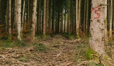 München: Spaziergänger entdeckt Frauenleiche im Forstenrieder Park - München