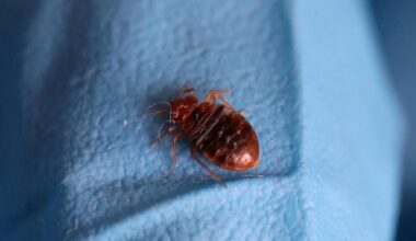 Wanzenbisse während Horrorfilm: Filminstitut muss Kinos schließen