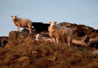 Schafe auf der Isle of Anglesey