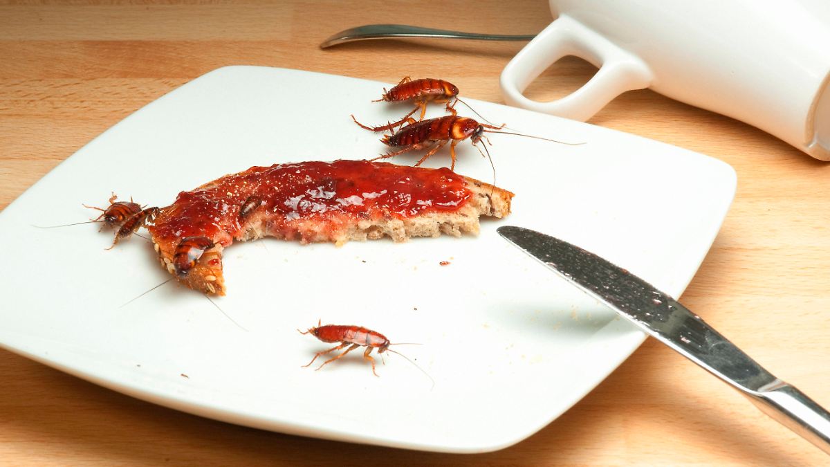 Ungesunde Raumluft: Kakerlaken verbreiten auch Gifte und Allergene