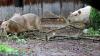 Capybaras im Zoo Karlsruhe.