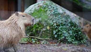 Sebastian trifft erstmals auf zwei neue Weibchen im Zoo Karlsruhe