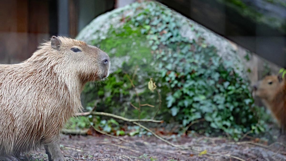 Sebastian trifft erstmals auf zwei neue Weibchen im Zoo Karlsruhe