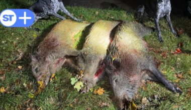 Jäger in Solingen gehen vermehrt auf Wildschweine