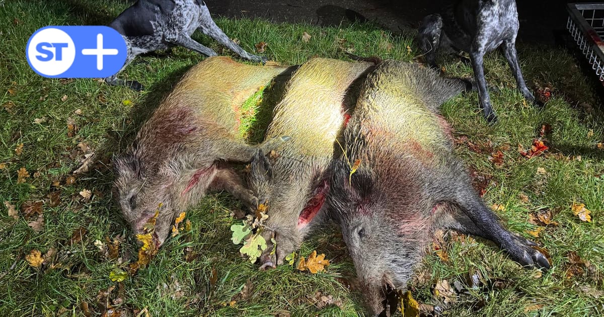 Jäger in Solingen gehen vermehrt auf Wildschweine