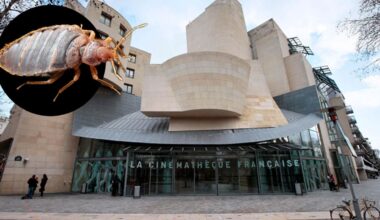 Als bekannter Horrorfilm lief: Bettwanzen fallen über Kinobesucher her | News