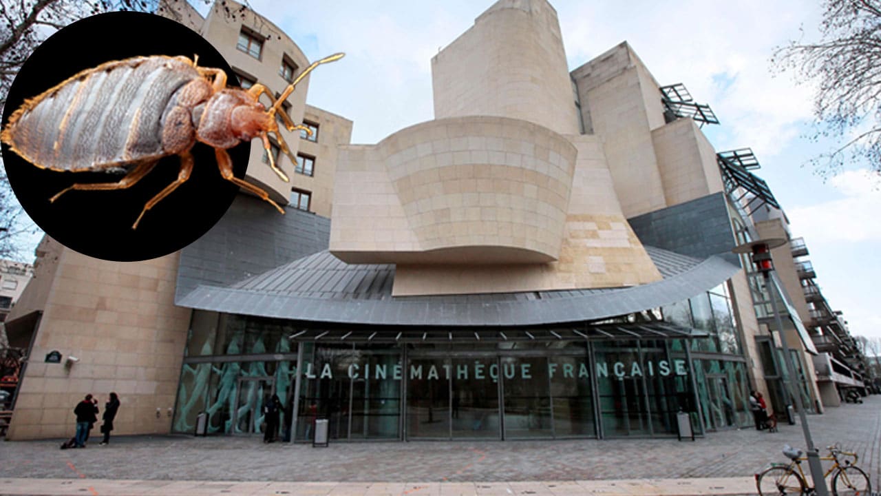 Als bekannter Horrorfilm lief: Bettwanzen fallen über Kinobesucher her | News