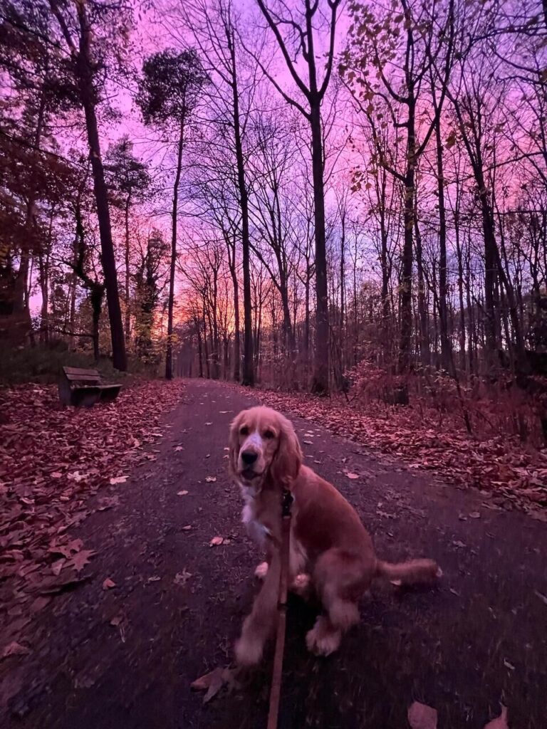 Fotos von Leserinnen und Lesern, die den bunten Sonnenaufgang über Dortmund zeigen.
