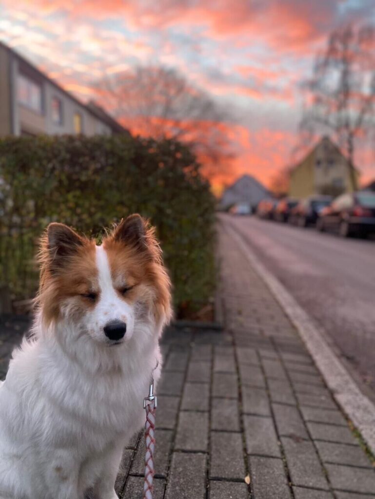 Fotos von Leserinnen und Lesern, die den bunten Sonnenaufgang über Dortmund zeigen.