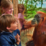 Zwei Kinder beobachten einen Affen, der direkt hinter der Scheibe in der Zoom Erlebniswelt in Gelsenkirchen sitzt.
